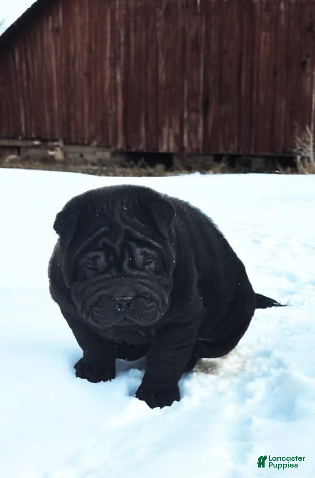 Shar Pei dogs for sale: Raven mini  - Ad 17