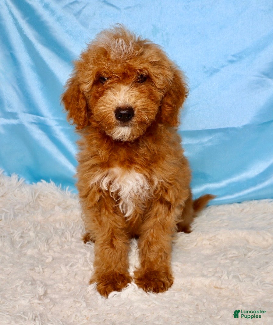 Mini Goldendoodle dogs ❤️Roper🐶 - Ad 2