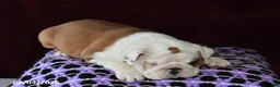 English Bulldog dogs for sale: Marina - Ad 3