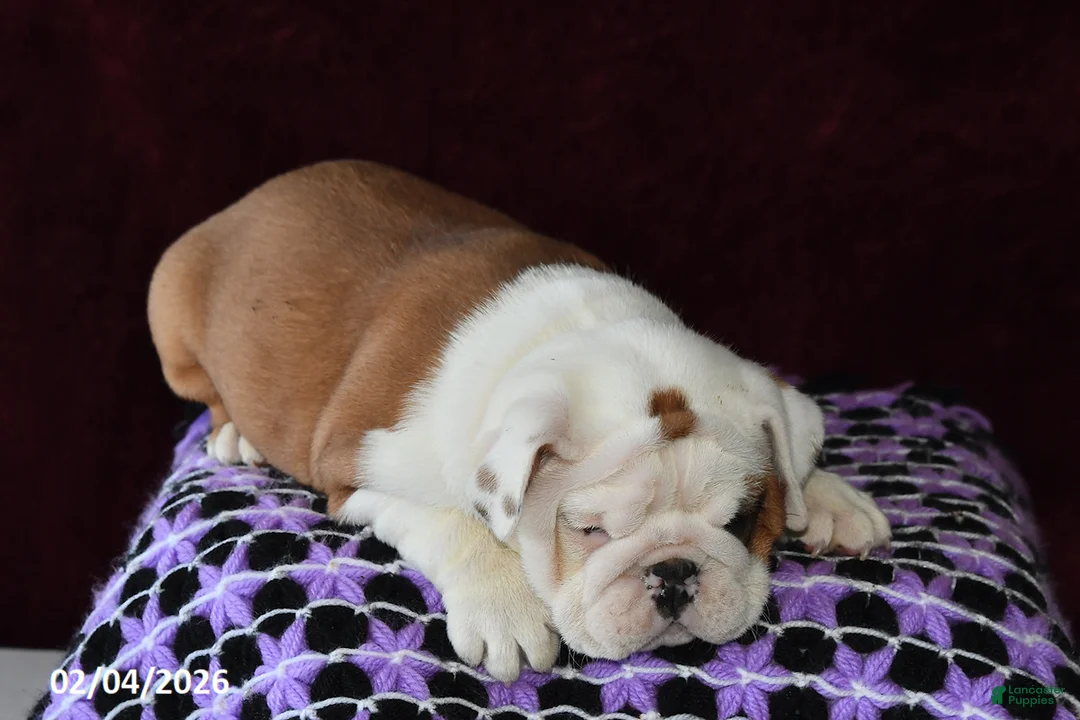 English Bulldog dogs for sale: Marina - Ad 3