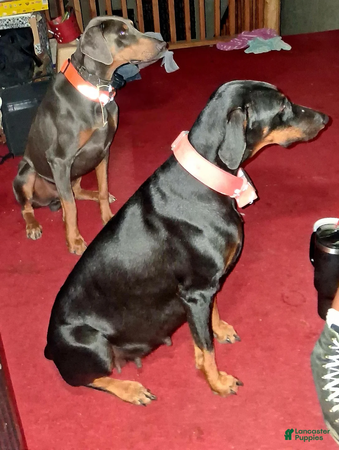Doberman Pinscher dogs for sale: Doberman Pinscher 4 - Ad 2