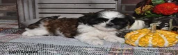 Shih Tzu dogs for sale: Gilbert - Ad 6