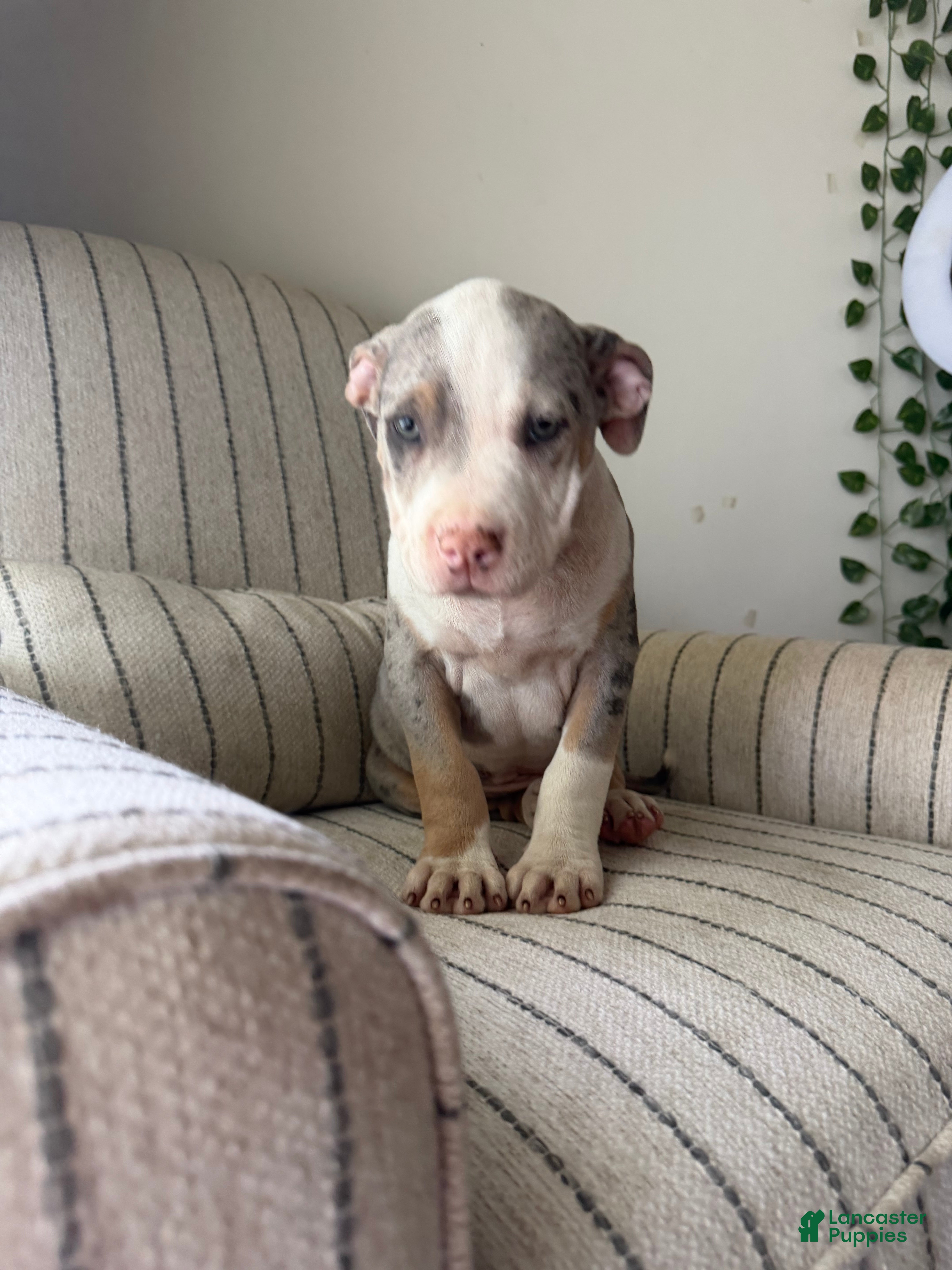 American Bully dogs Subzero - Ad 2