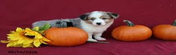 Mixed Breed dogs for sale: Ace - Ad 1
