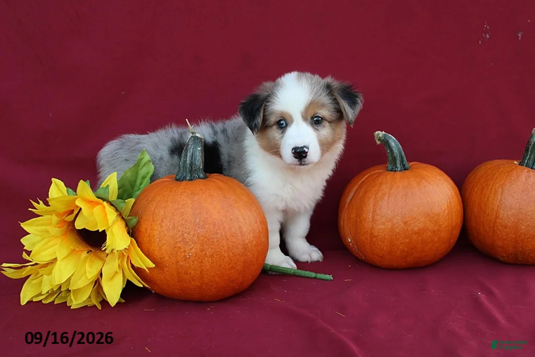 Mixed Breed dogs for sale: Ace - Ad 1