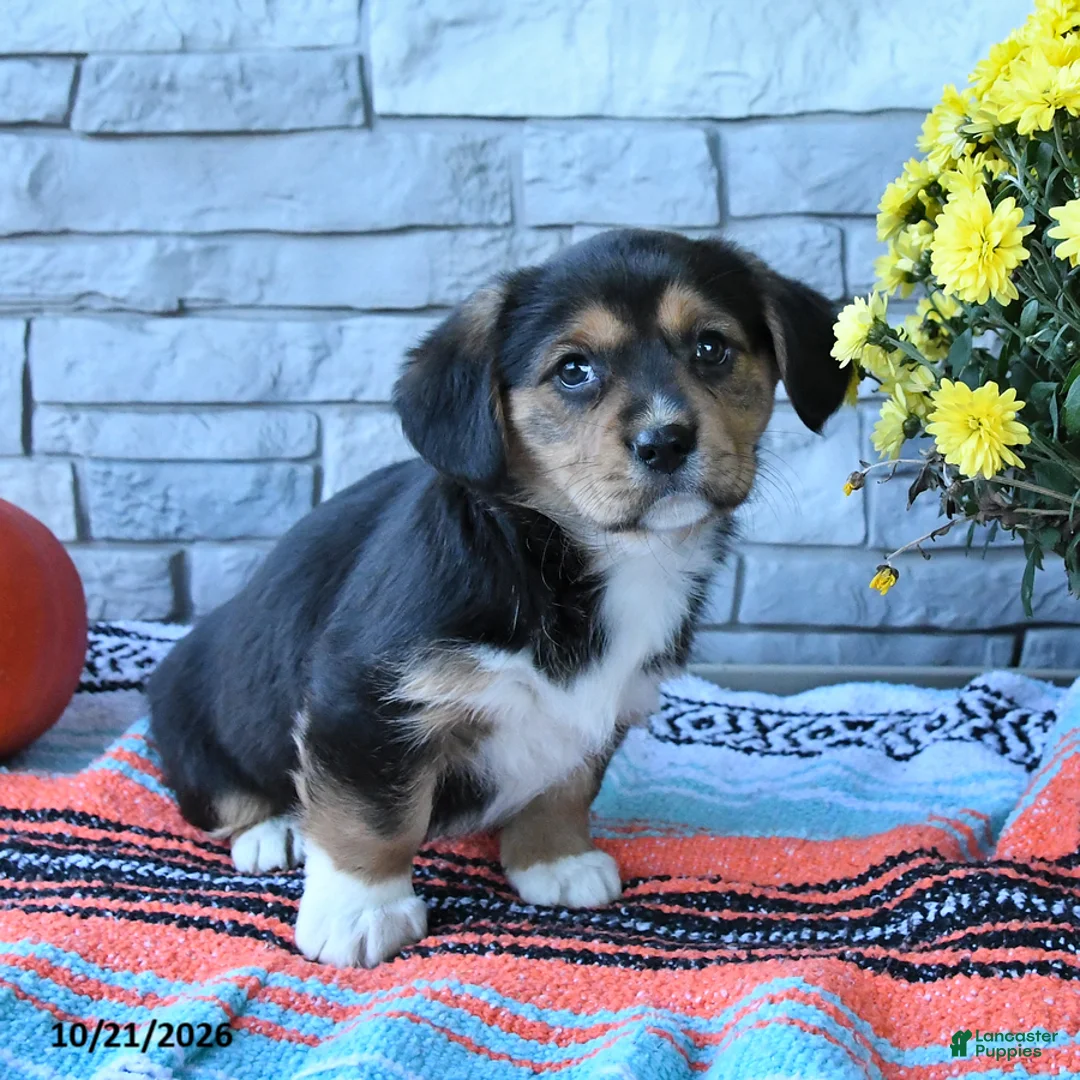 Mixed Breed dogs for sale: Stella - Ad 3