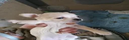 Chihuahua dogs for sale: Chanel  - Ad 4