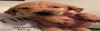 Green Golden Retriever 2