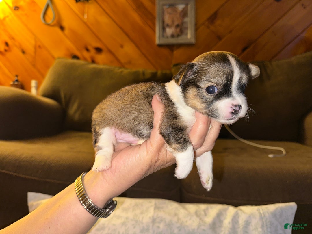Chihuahua dogs for sale: Tuffy - Ad 2