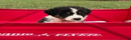 Australian Shepherd dogs for sale: Tracy - Ad 6