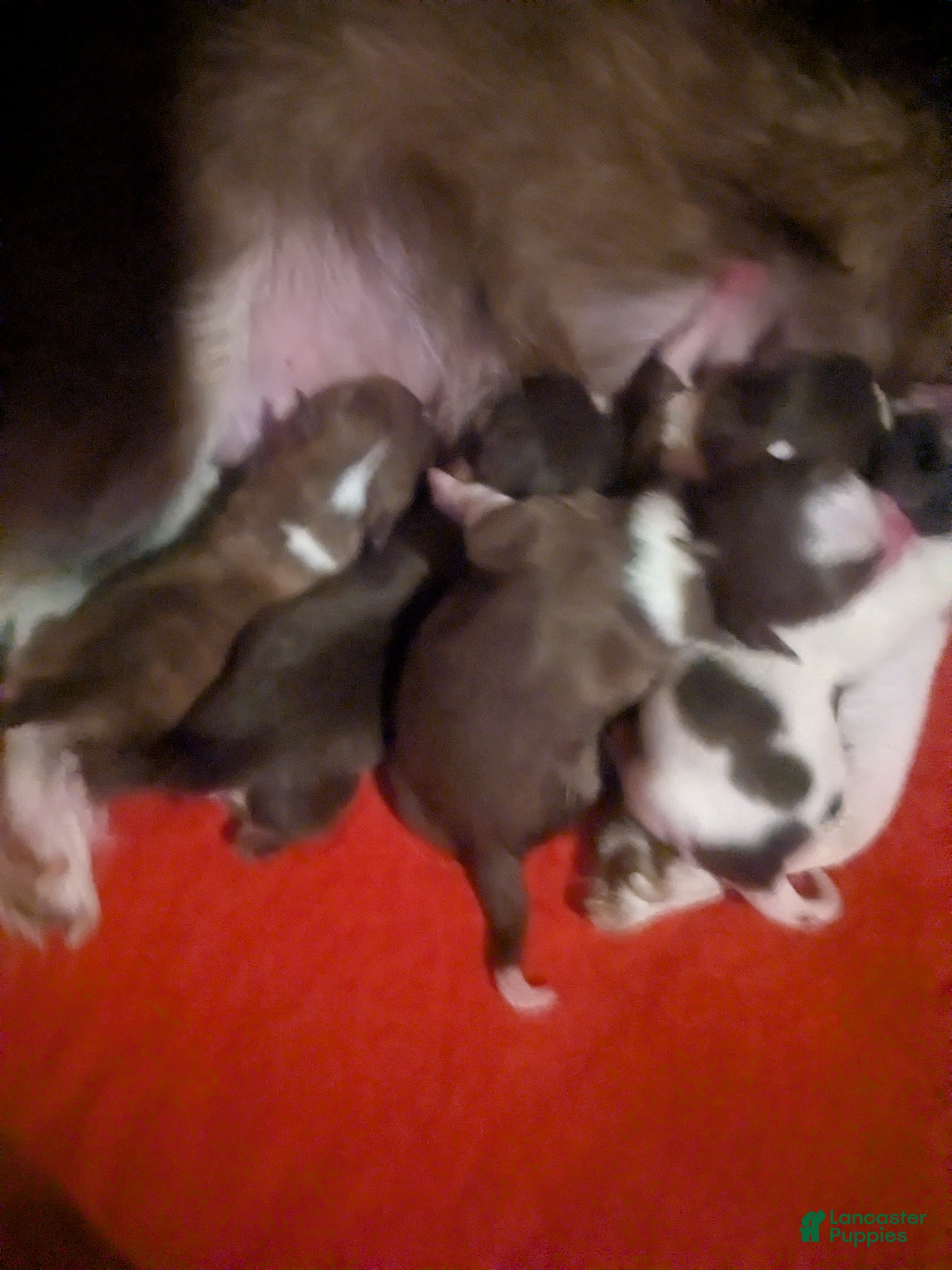 Chihuahua dogs for sale: Fievel Mousekowitz    - Ad 7