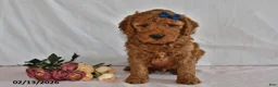 Mini Goldendoodle dogs for sale: Lucky - Ad 3