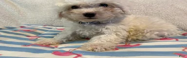 Bichon Frise blue