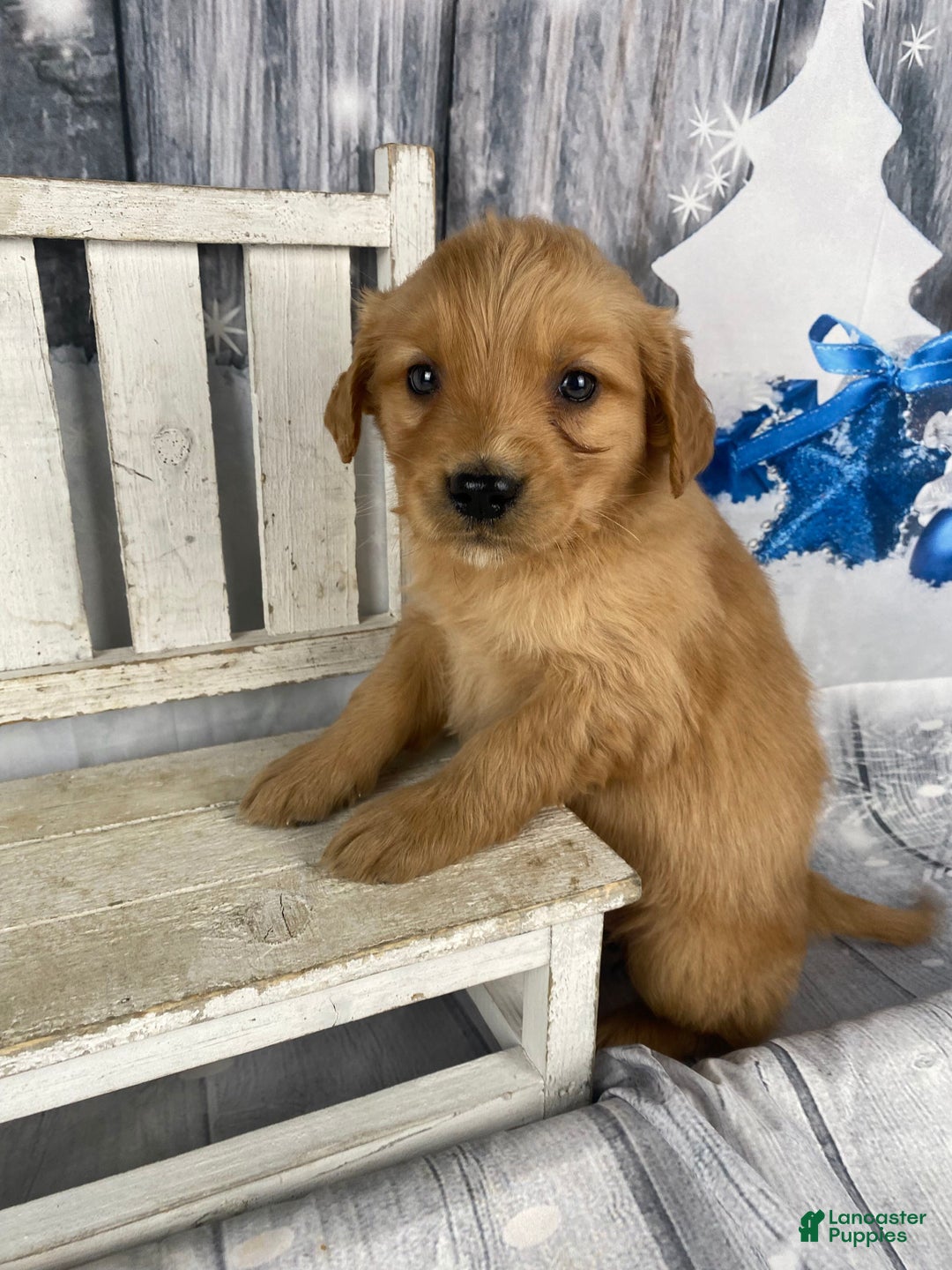 Golden Retriever dogs for sale: Suzy - Ad 6