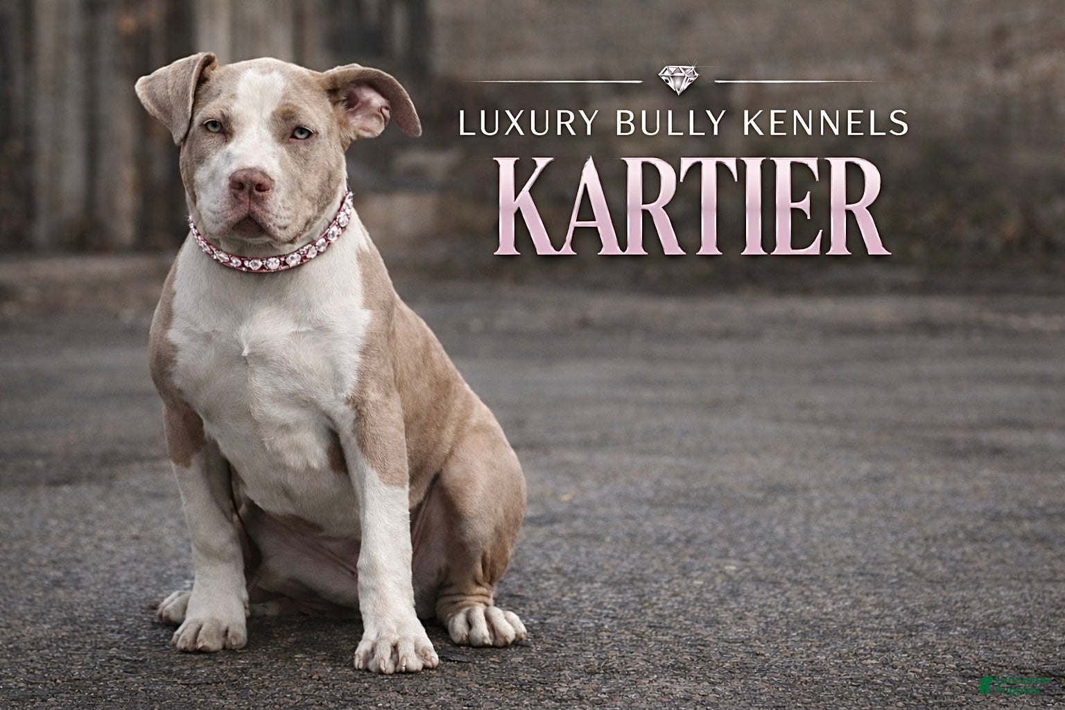 American Bully dogs American Bully Puppy 1 - Ad 1