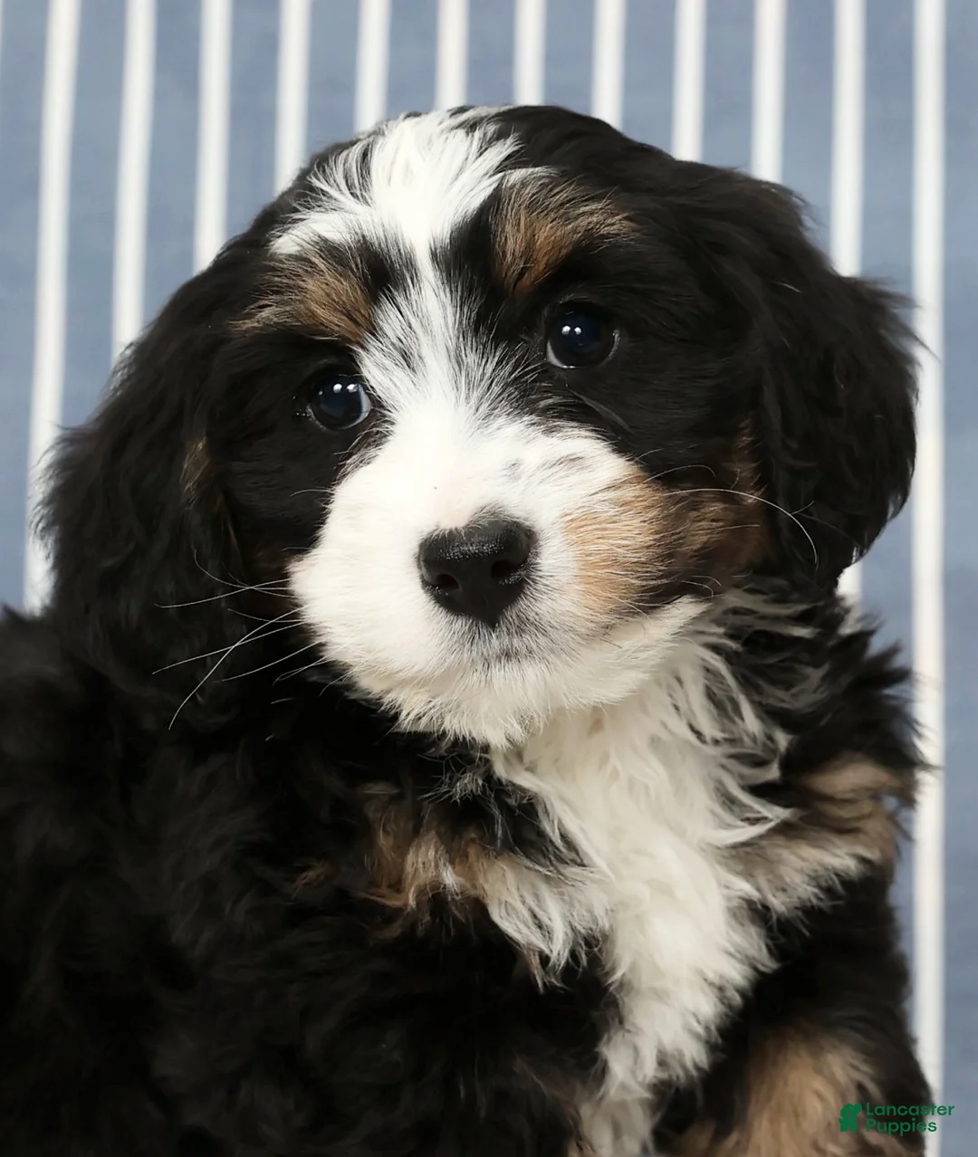 Mini Bernedoodle dogs for sale: Trixie - Ad 9