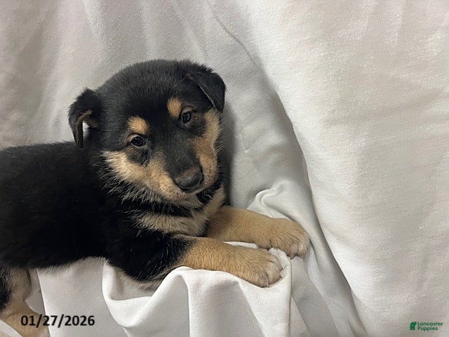 Mixed Breed dogs Ty  - Ad 12