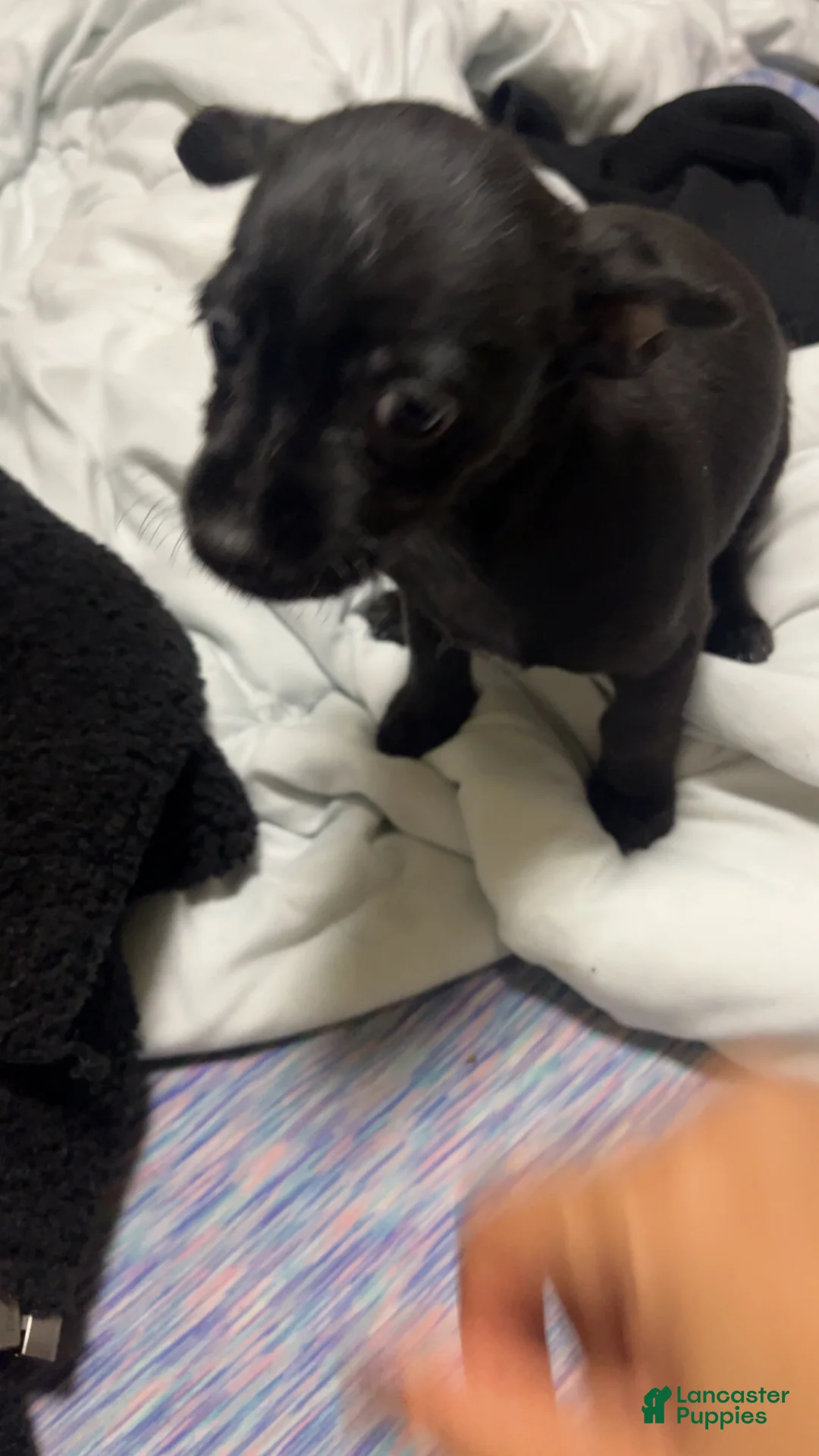 Mixed Breed dogs for sale: Mixed Breed Puppy 5 - Ad 2