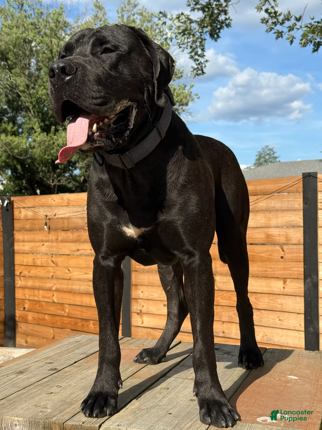 Mixed Breed dogs for sale: Grey Collar Male - Ad 16