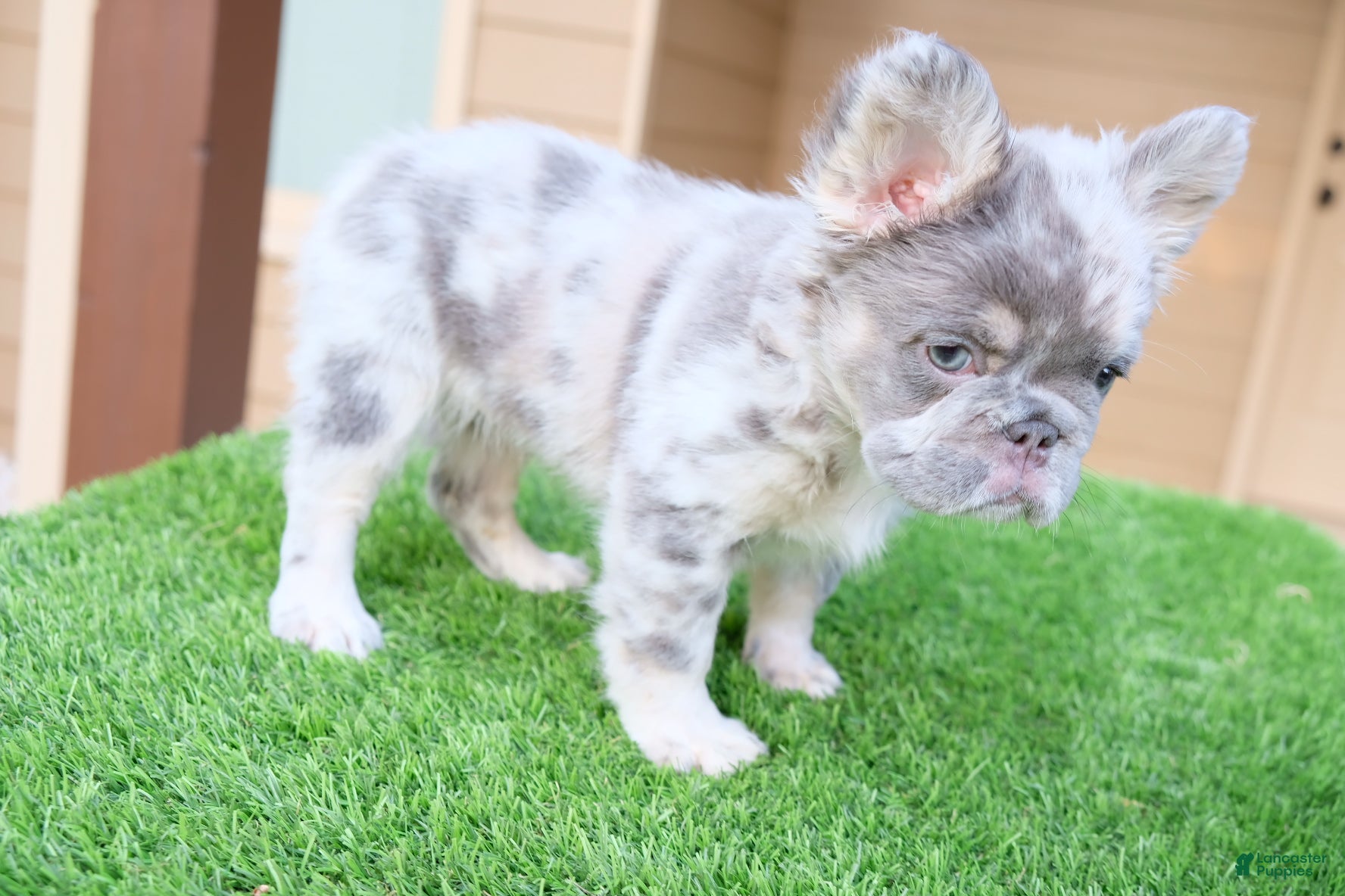 French Bulldog dogs for sale: French Bulldog Puppy 1 - Ad 5