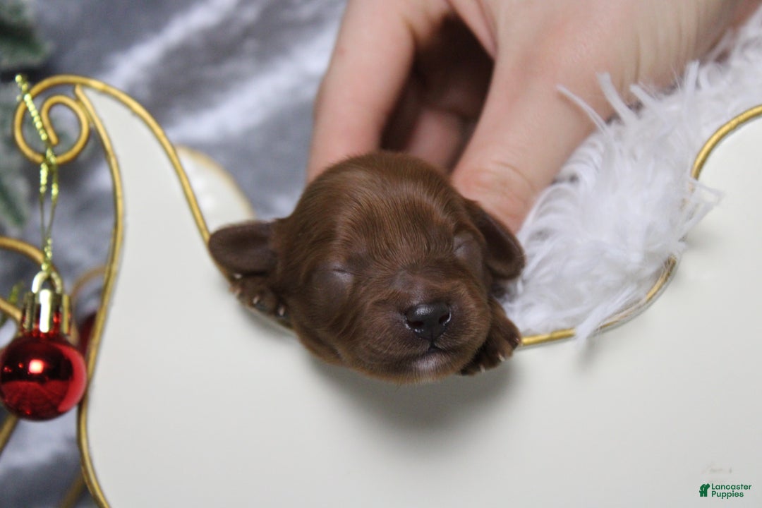 Cavapoo dogs for sale: Rosie - Ad 2