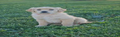 Rosie