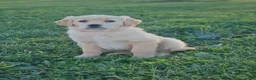 Golden Retriever dogs for sale: Rosie - Ad 1