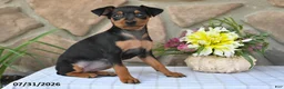 Miniature Pinscher dogs for sale: Cindy - Ad 5