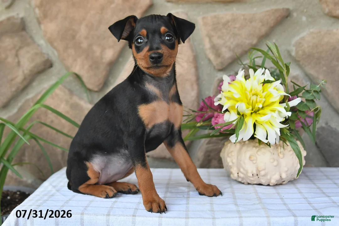 Miniature Pinscher dogs for sale: Cindy - Ad 5