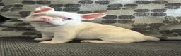 French Bulldog dogs for sale: Pinkey  - Ad 8