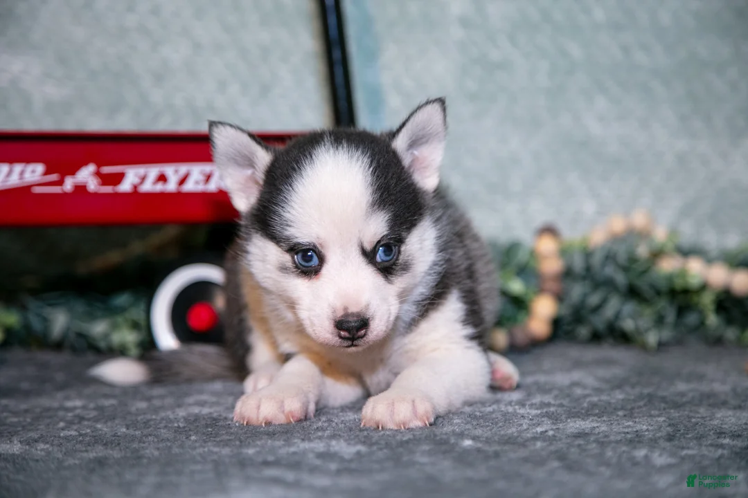 Pomsky dogs for sale: Lollipop - Ad 3