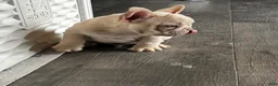 French Bulldog dogs for sale: Lucky  - Ad 6