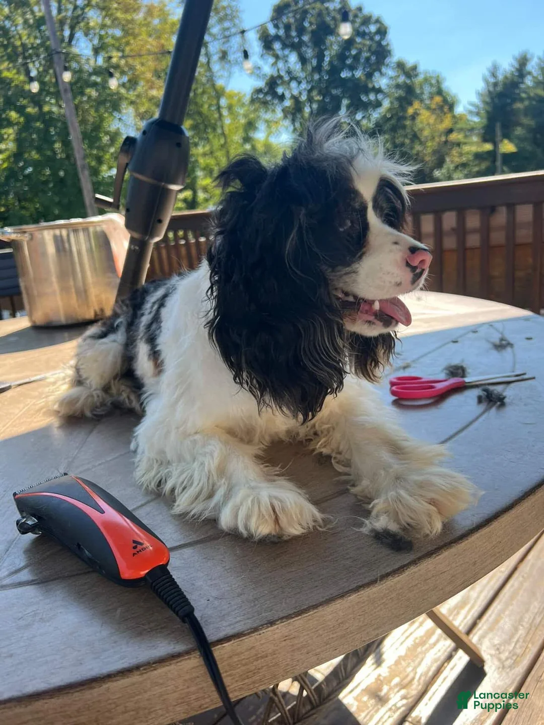 Cocker Spaniel dogs for sale: Rosie🌹🐾 - Ad 5