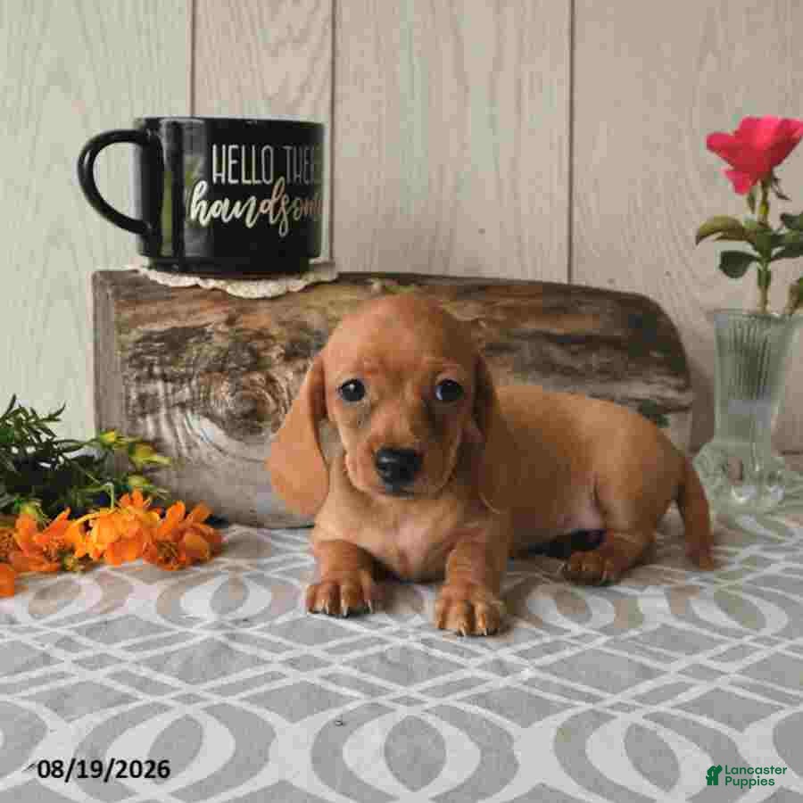 Miniature Dachshund dogs Ronny - Ad 1