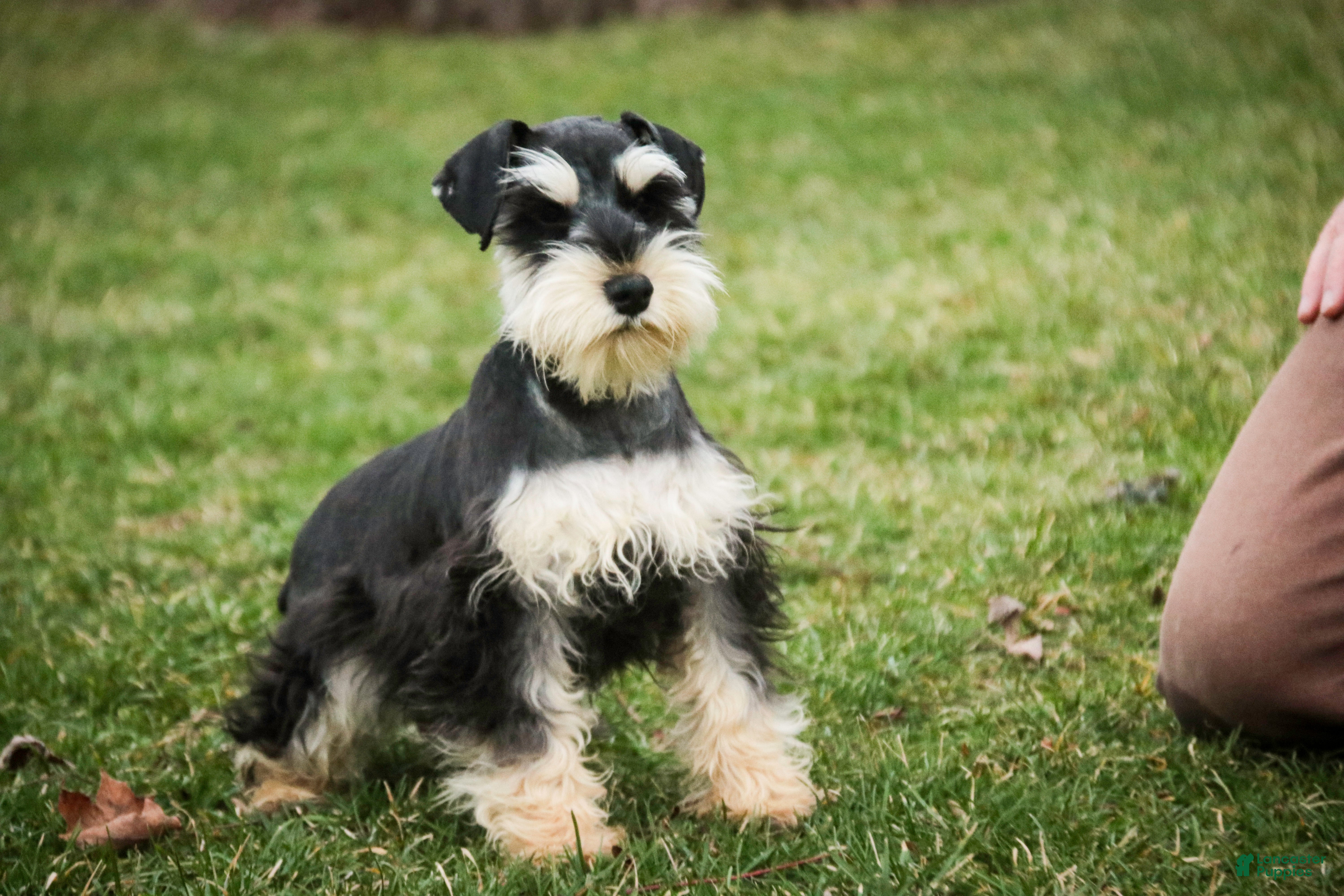 Miniature Schnauzer dogs Felix - Ad 18