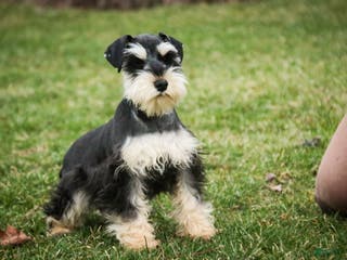 Miniature Schnauzer dogs Felix - Ad 35