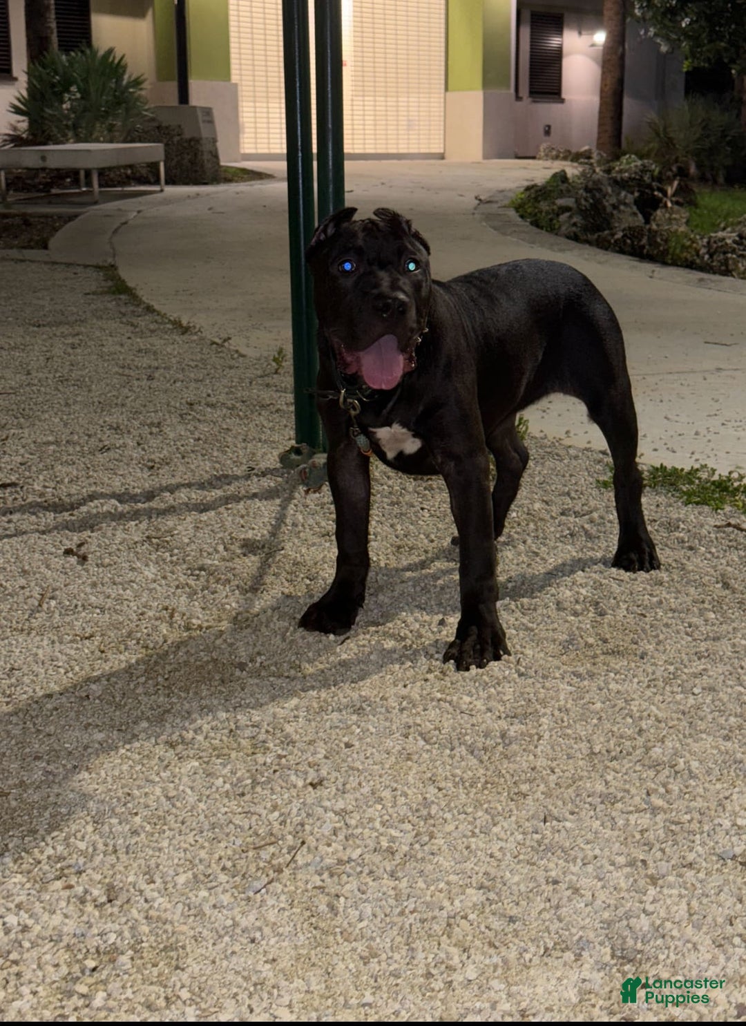 Gallery Image {{count}}