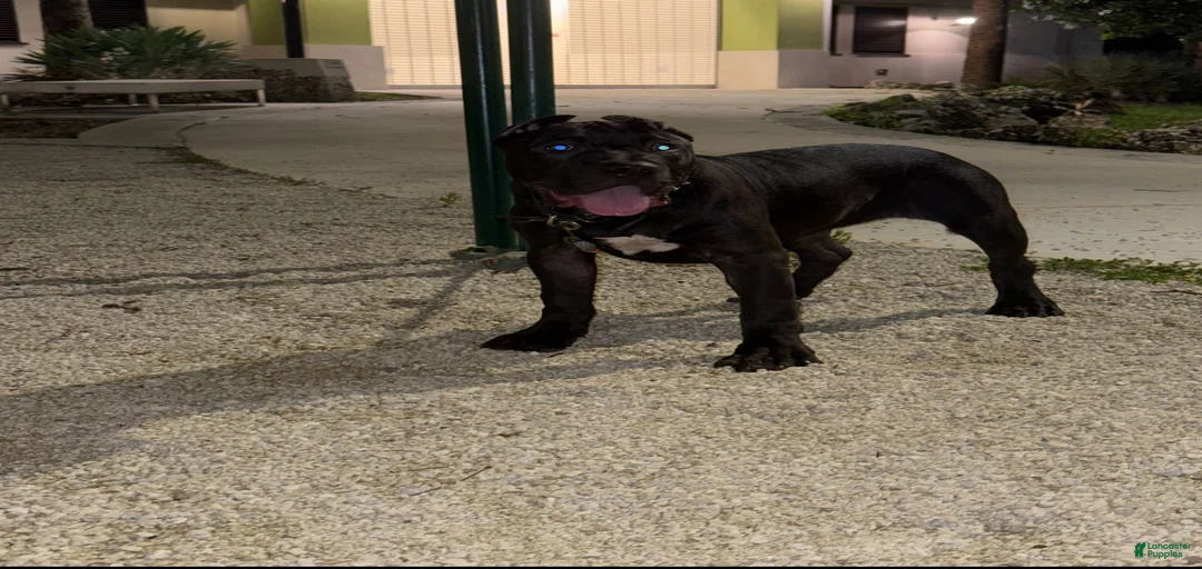 Gallery Image {{count}}