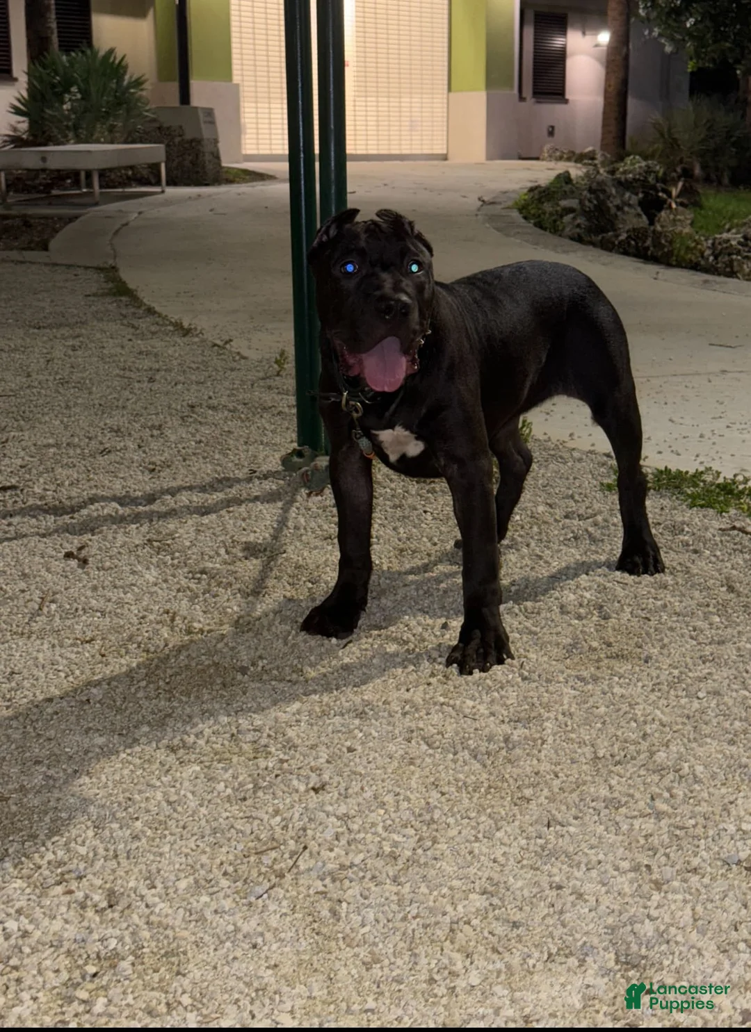 Gallery Image {{count}}