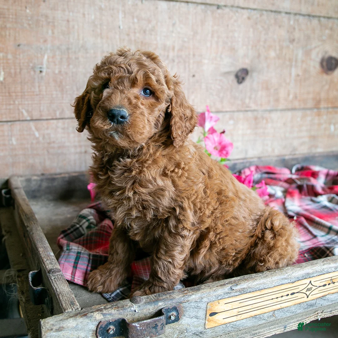 Goldendoodle dogs for sale: Buffy - Ad 1