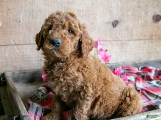 Goldendoodle dogs for sale: Buffy - Ad 3