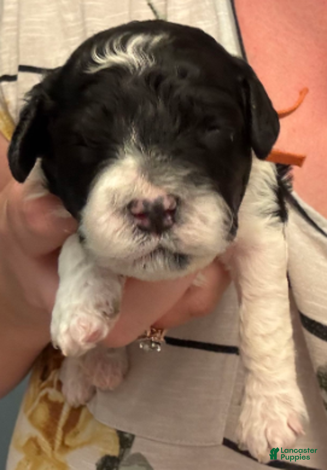 Cavapoo dogs for sale: Nick - Ad 1