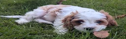 Cavapoo dogs for sale: Mr Benny - Ad 11