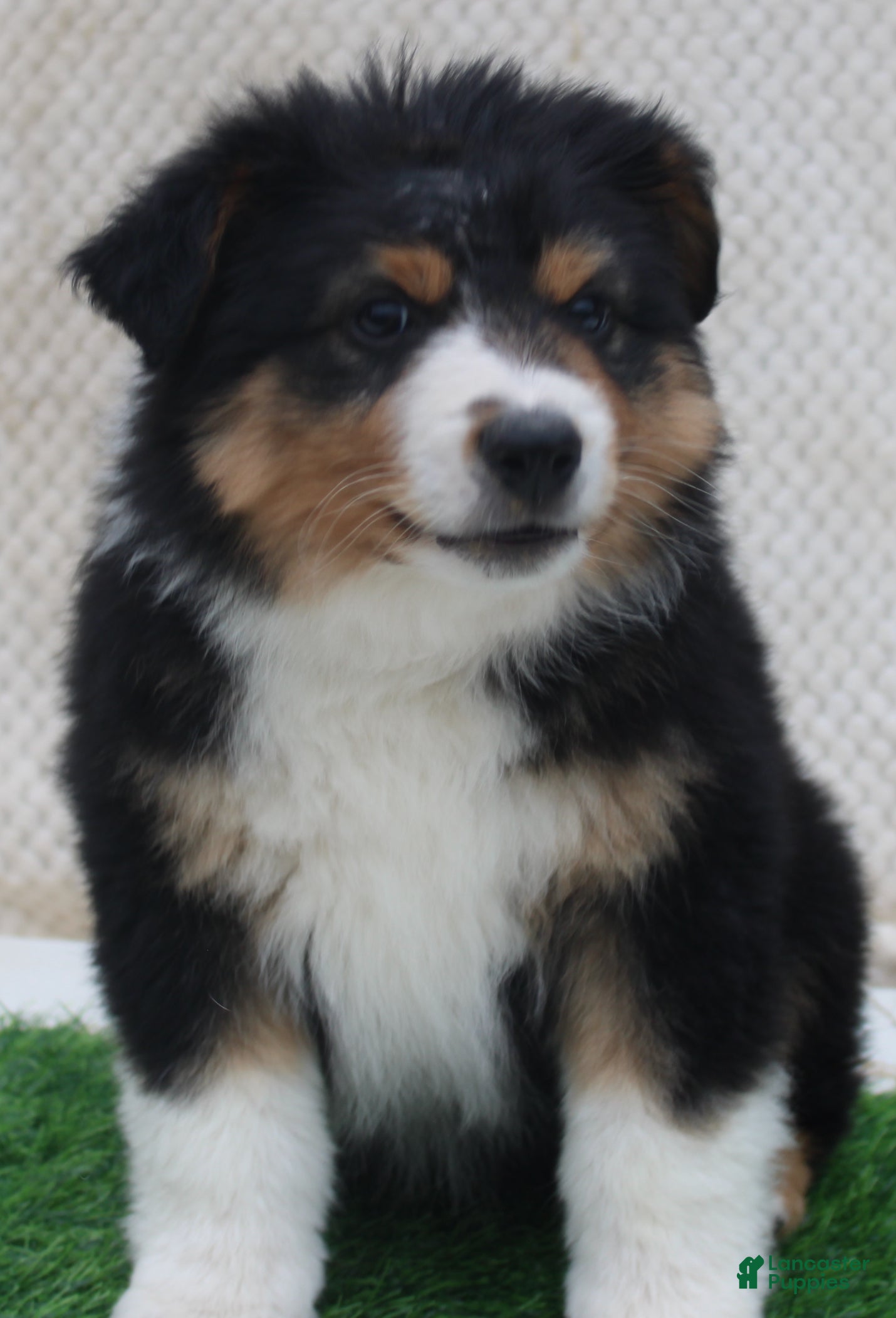 Australian Shepherd dogs Blake - Ad 1