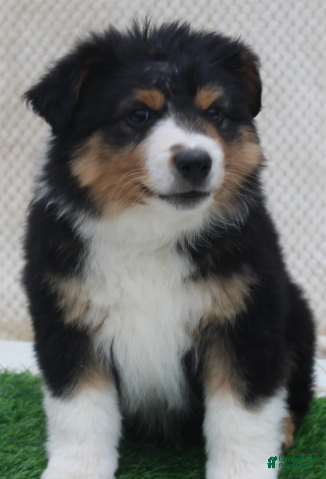 Australian Shepherd dogs for sale: Blake - Ad 1