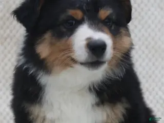 Australian Shepherd dogs for sale: Blake - Ad 1