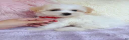 Maltipoo dogs for sale: ❤️ Bowdy ❤️ - Ad 8