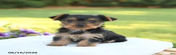 Yorkshire Terrier dogs for sale: Diamond - Ad 1