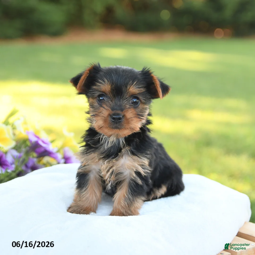 Yorkshire Terrier dogs for sale: Diamond - Ad 1