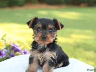 Yorkshire Terrier dogs for sale: Diamond - Ad 1
